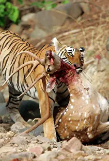 Axis: Tiger - Dragging Spotted Deer kill (Axis axis)