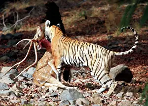 Axis: Tiger - Dragging Spotted Deer kill (Axis axis)
