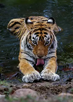 Chris Brunskill: Tiger - drinking