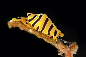 Shell: Tiger Egg Shell - mimicking toxic nudibranch - Batu