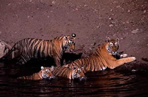 Tigresses: Tiger family - Mother and three 15 month-old cubs