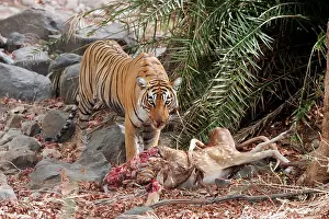 Axis: Tiger - Feeding off Spotted Deer kill (Axis axis)