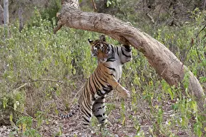 Descending: Tiger - Female cub descending after sniffing and