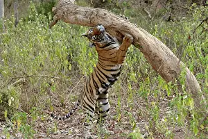 Rubbing: Tiger - Female cub scent-marking rubbing face with