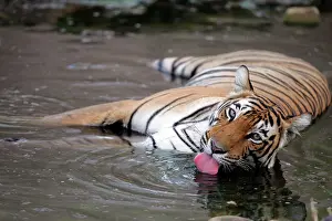 Tigeress: Tiger - Female drinking in pool
