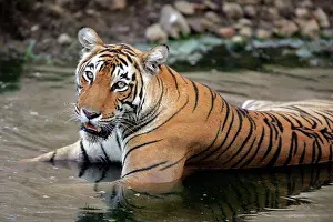 Tigeress: Tiger - Female drinking in pool