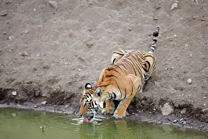 Tigeress: Tiger - Female drinking from pool
