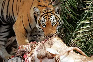 Axis: Tiger - Female feeding on Spotted Deer kill (Axis axis)