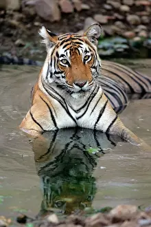 Tigeress: Tiger - Female resting in pool