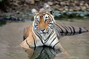 Tigeress: Tiger - Female resting in pool