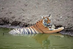 Tigeress: Tiger - Female resting in water