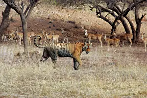 Axis: Tiger - Female walking past herd of Spotted Deer (Axis axis)