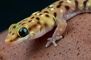 Zimbabwe: Tiger gecko (Pachydactylus tigrinus), Botswana