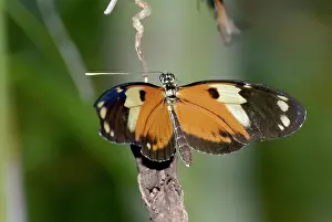 Heliconian: Tiger Heliconian Butterfly
