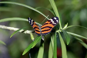 Heliconian: Tiger Heliconian Butterfly