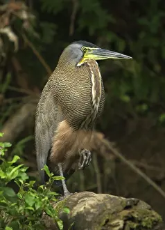 Selva: Tiger heron