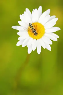 Chrysanthemum: Tiger Hover-fly (Helophilus pendulus) foraging on