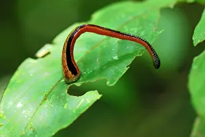 Leech: Tiger Leech