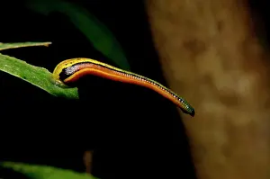 Annelid: Tiger Leech / Painted Leech on a leaf, typical