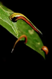 Annelid: Tiger Leeches / Painted Leech on leaves of low
