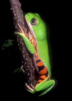 Goias: Tiger Leg Monkey Frog