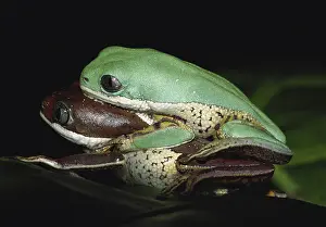 Morphs: Tiger-leg Monkey Frogs
