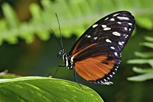 Mimicry: Tiger Longwing butterfly