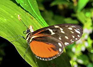 Brush: Tiger Longwing Butterfly