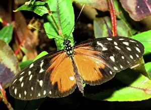 Brush: Tiger Longwing Butterfly