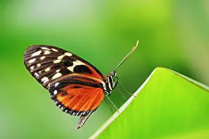 Heliconius: Tiger Longwing or Golden Helicon (Heliconius hecale)
