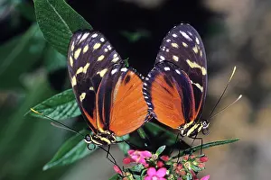 Lepidopteran: Tiger Longwings Mating