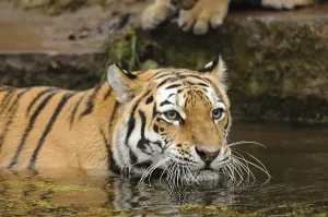 Watching: Tiger lying in the water and looking attentively into the distance