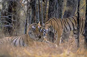 Named: Tiger - Male, named B - 1 reluctantly accepting