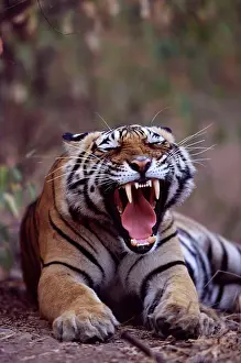 Fangs: Tiger - Male yawning