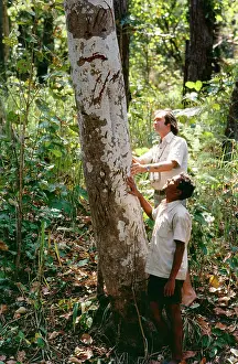 Robert Mcdougal: Tiger Marking - on Tree