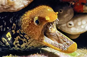 Moray: Tiger moray (Enchelycore anatin), Eastern Atlantic