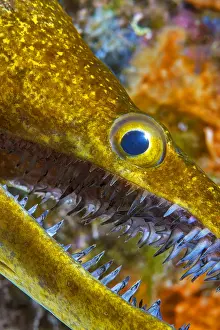 Anatina: Tiger Moray (Enchelycore anatina), Tenerife, Canary