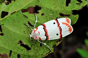 Arctiidae: Tiger moth
