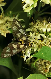 Auscape - Named Photographers: Tiger moth - feeding on the fragrant, nectar-rich