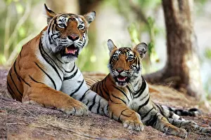 Tigresses: Tiger - Mother with 9 month-old cub