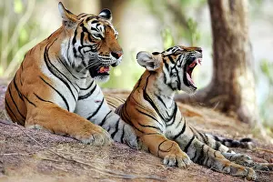 Tigresses: Tiger - Mother with 9 month-old cub
