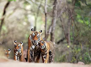 Tigresses: Tiger - Mother with three 9 month-old cubs