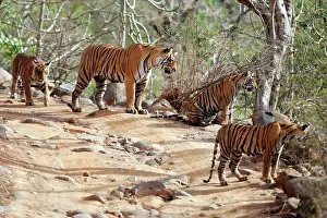 Tigresses: Tiger - Mother with three 9 month-old cubs