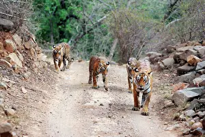 Tigresses: Tiger - Mother with three 9 month-old cubs