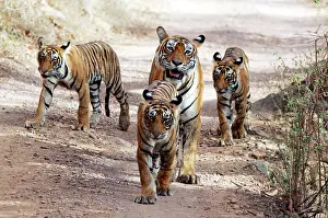 Tigresses: Tiger - Mother with three 9 month-old cubs
