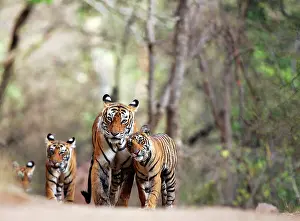 Chris Brunskill: Tiger - Mother with three 9 month-old cubs