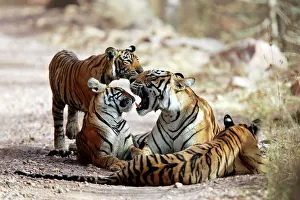 Biting: Tiger - Mother and three 9 month-old cubs, playfully