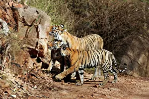 Tigresses: Tiger - Mother with two 9 month-old cubs, smelling