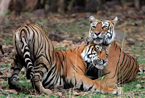 Nuzzling: Tiger - Mother nuzzling 18 month-old cub