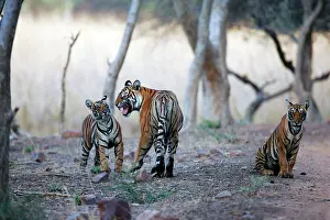 Tigresses: Tiger - Mother snarling at 9 month-old cub